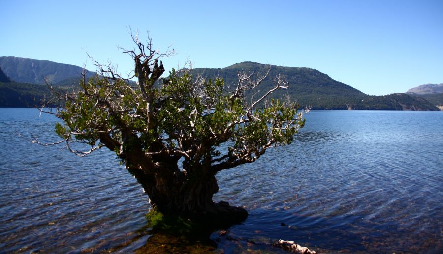 "Quilq Quina en el lago Lacar" de Daniel Gustavo Bravo