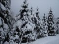 Nieve sobre los pinos