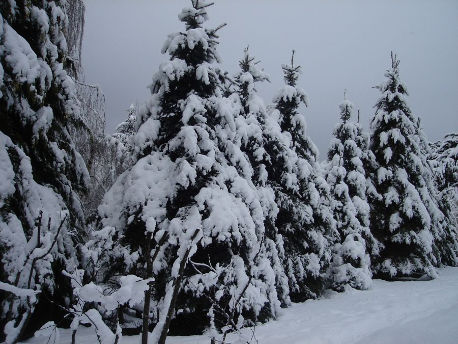 "Nieve sobre los pinos" de Roberto Medrano