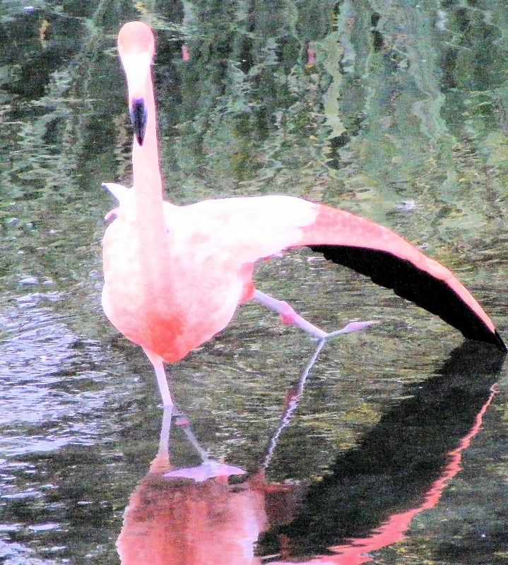 "en ballet  de la garza" de Rosie Kolacek