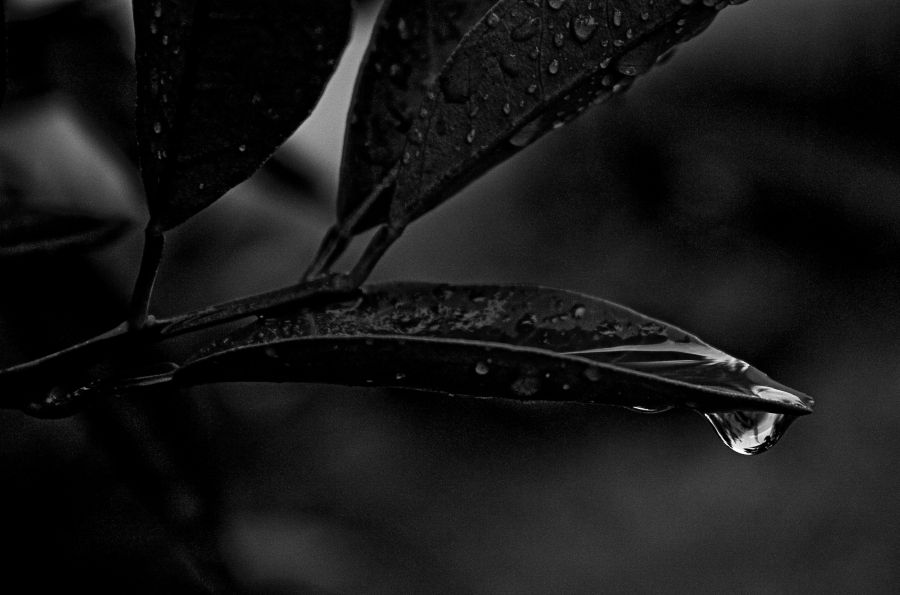 "Llueve sobre el naranjo" de Carmen Nievas