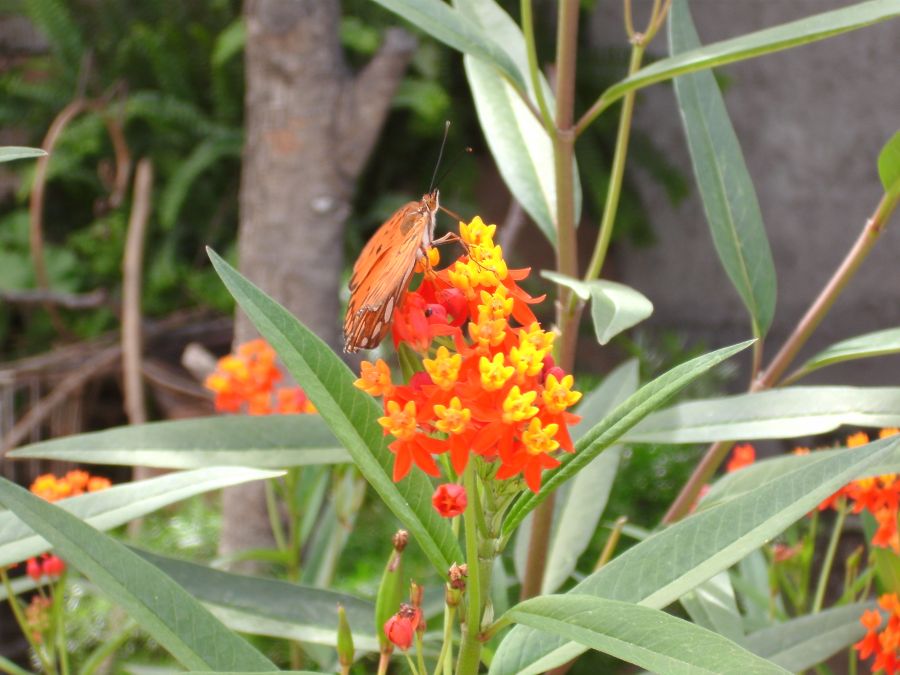 "Mariposa" de Mara Elena Coro Hernndez