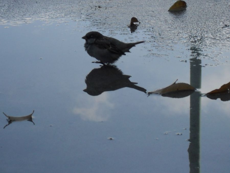 "reflejos" de Rosa Andrada