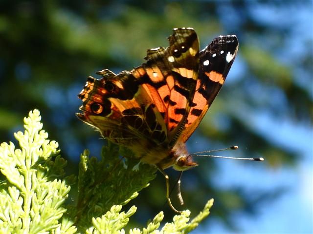 "mariposa" de estela rosso