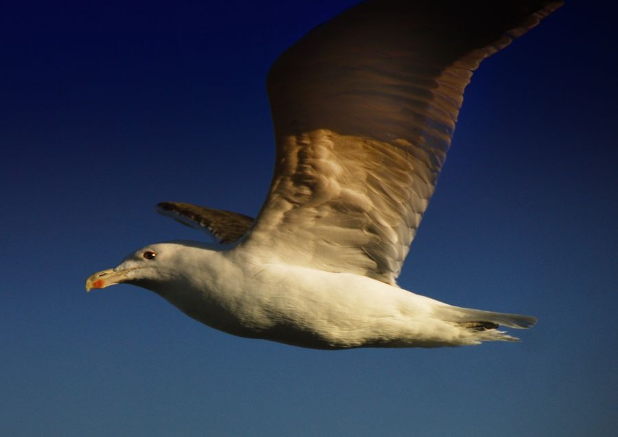 "`dejenme volar`" de Jorge A. Cceres