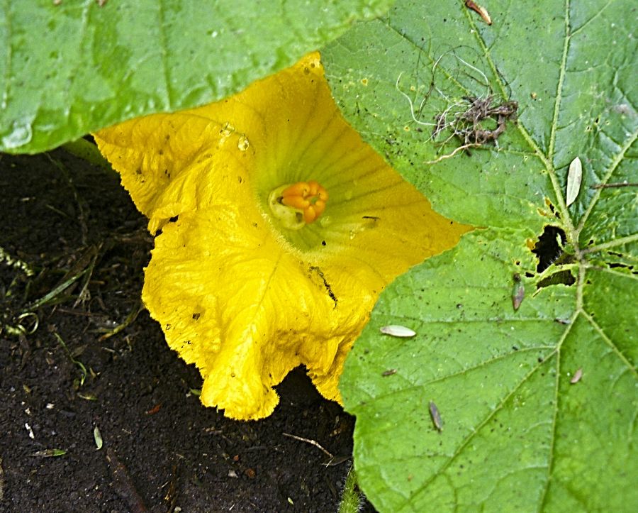 "Flor de calabaza" de Nora Lilian Iturbide ( Noral )