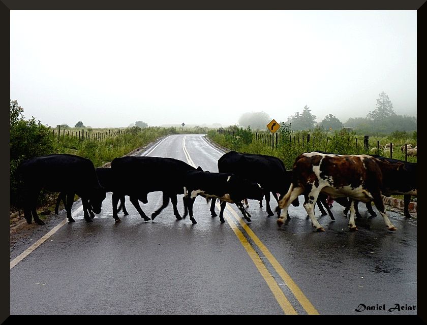 "THE BEATLES" de Daniel Aciar