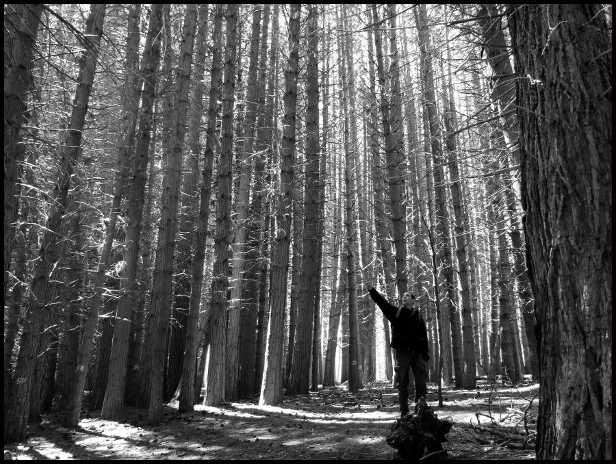 "Alto bosque" de Virginia Rapallini