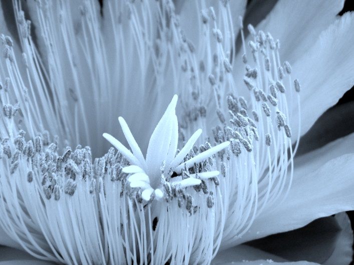 "Flor de cactus" de Gladys Taboro