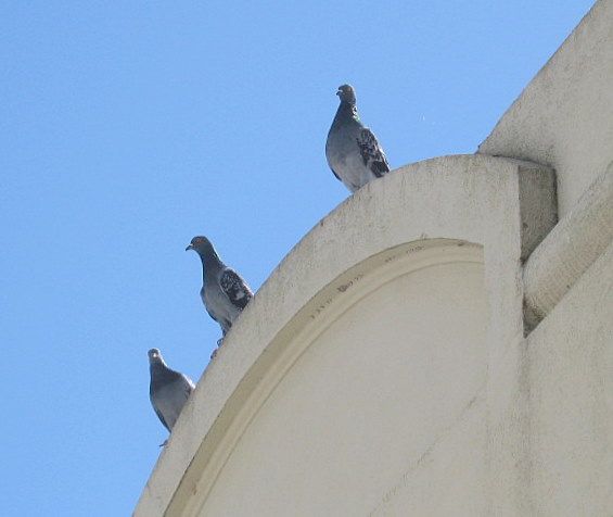 "Palomas II" de Mara Griselda Garca Cuerva