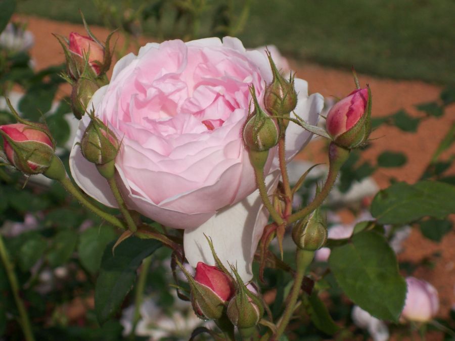 "Mi mejor rosa" de Ana Maria Merayo