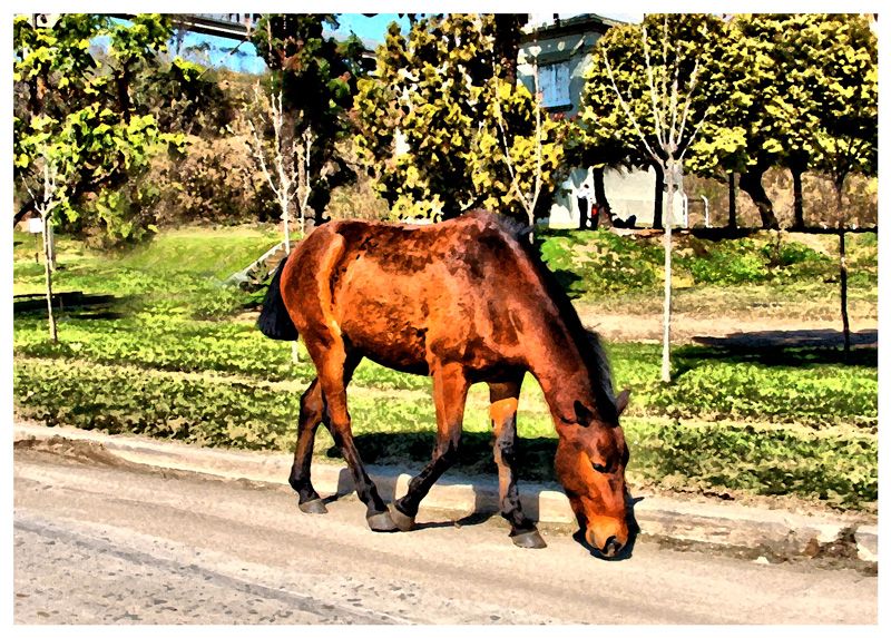 "Mi caballo perdido" de Emiliano Jimenez