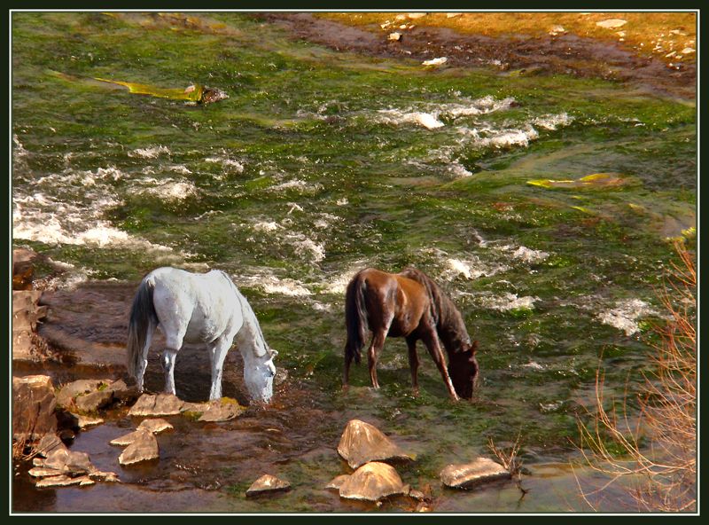 "Caballos sedientos" de Ruben Perea