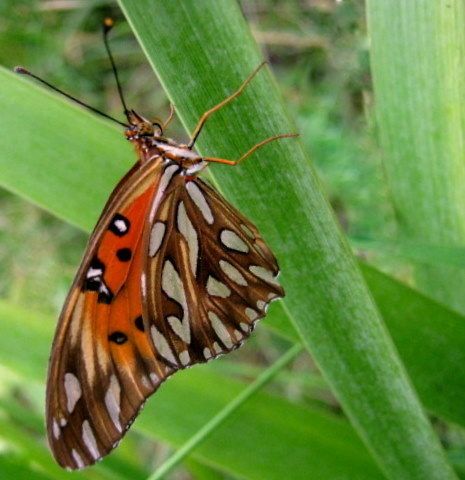 "Bella mariposa" de Mara Griselda Garca Cuerva