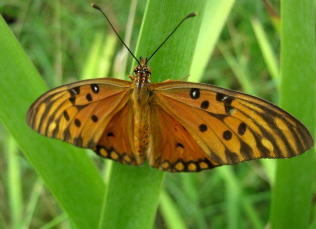 "Bella mariposa I" de Mara Griselda Garca Cuerva