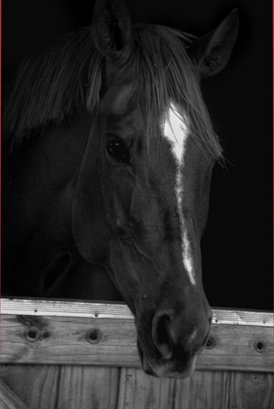 "Flequillo" de Jorge A. Cceres