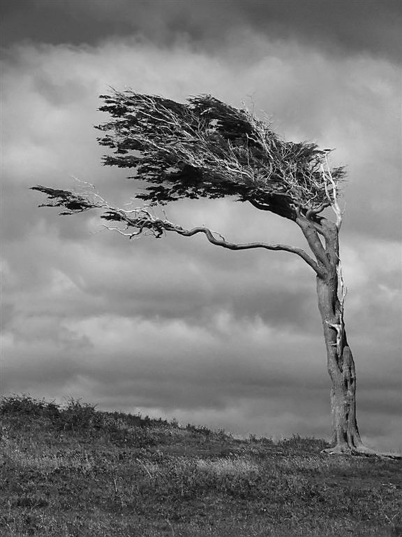 "Arbol bandera" de Mario Abad