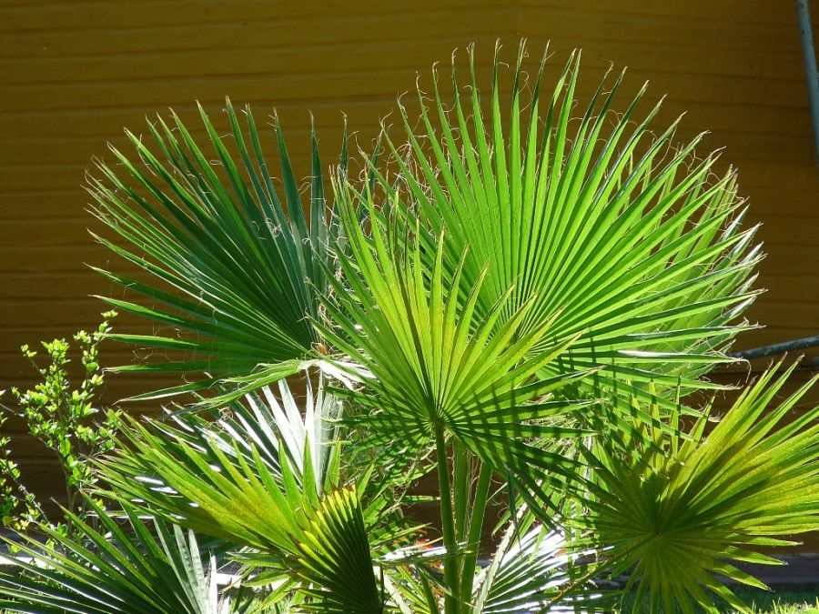 "naturaleza en abanico" de Maria Susana Polizzi