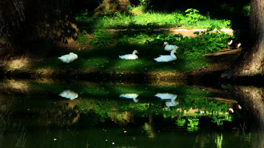 "Parque Sarmiento" de Yenhy Flores