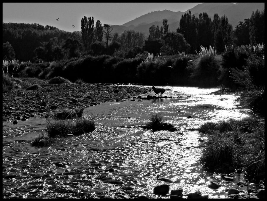 "Cruzando el arroyo" de Alberto Elizalde