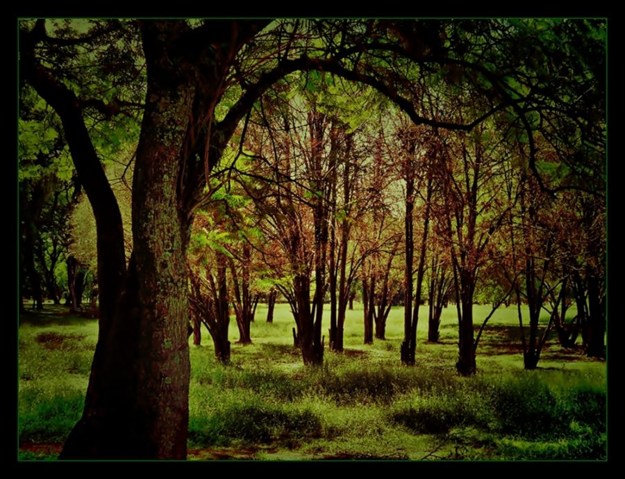 "el bosque encantado" de Ral Riba