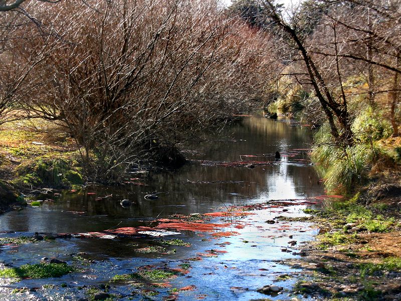 "Arroyo serrano" de Eli - Elisabet Ferrari