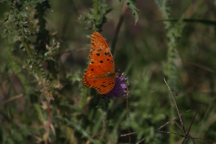 "Naranja mariposa..." de Emilse Agostinetti