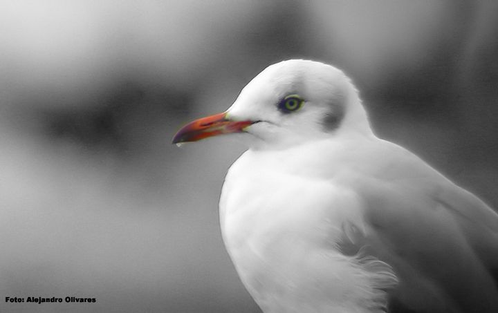 "Gaviota" de Alejandro Olivares