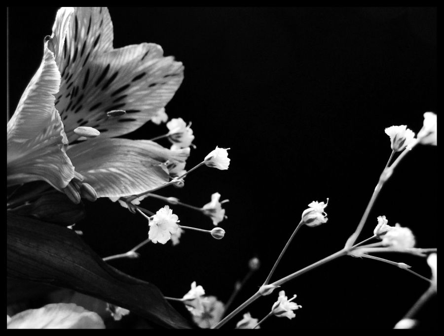 "Pequeas flores" de Virginia Rapallini