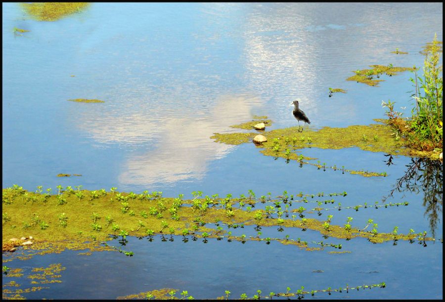 "Laguna azul" de Ruben Perea