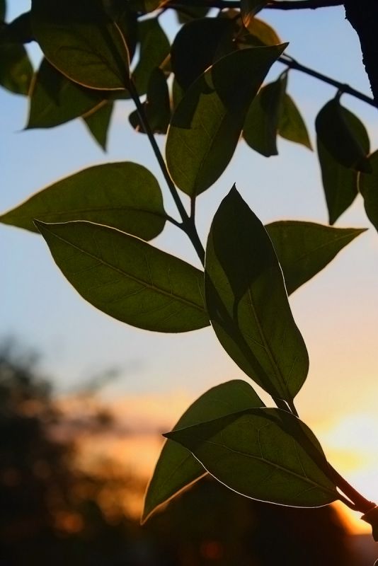 "Transparencias otoales 2" de Tesi Salado