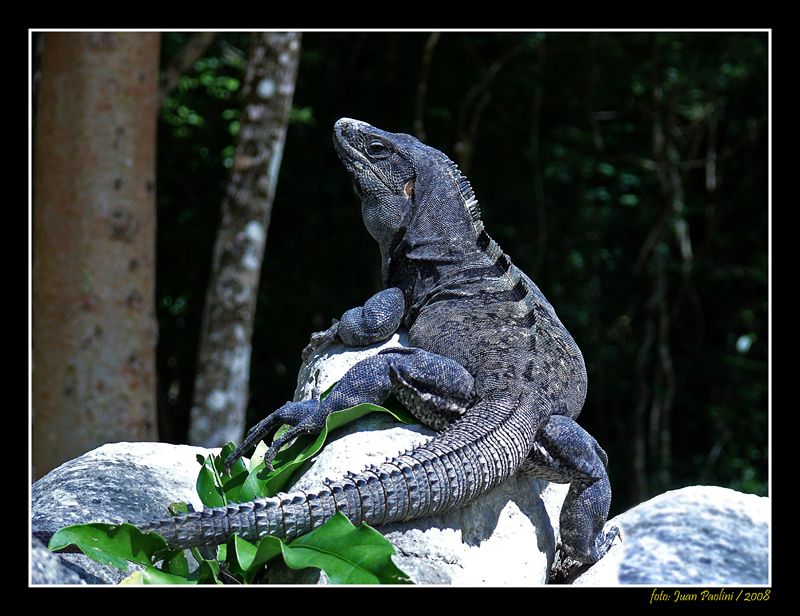 "IGUANA" de Juan Antonio Paolini