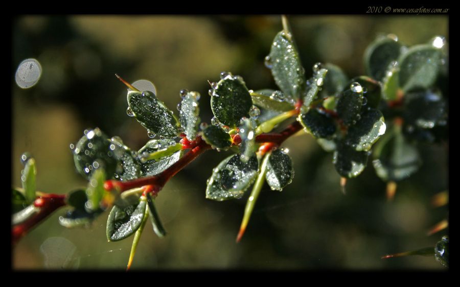 "Brillos y colores naturales" de Csar Hernn Cassina