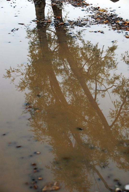 "`Charco en ocres`" de Jorge A. Cceres