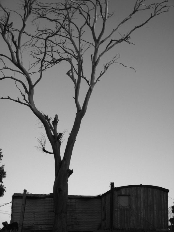 "la casita del arbol" de Kruljac Pablo Sebastian