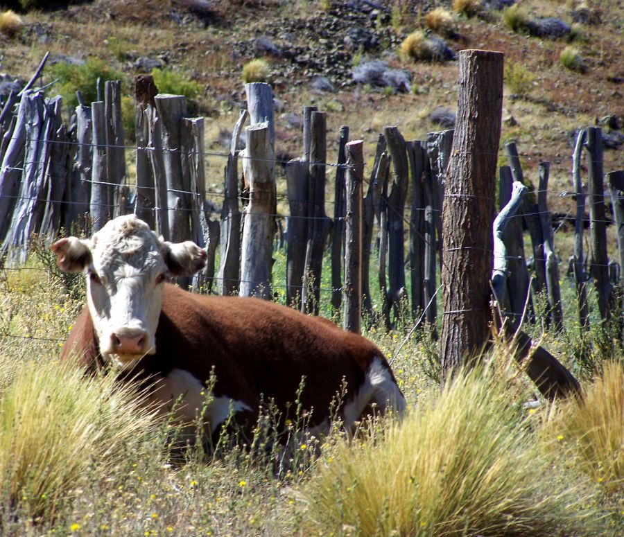 "Se ech la vaca" de Ins Mara Olavarra