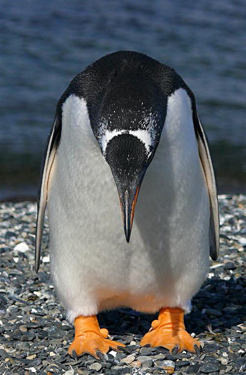 "Pinguino arrepentido" de Mario Abad