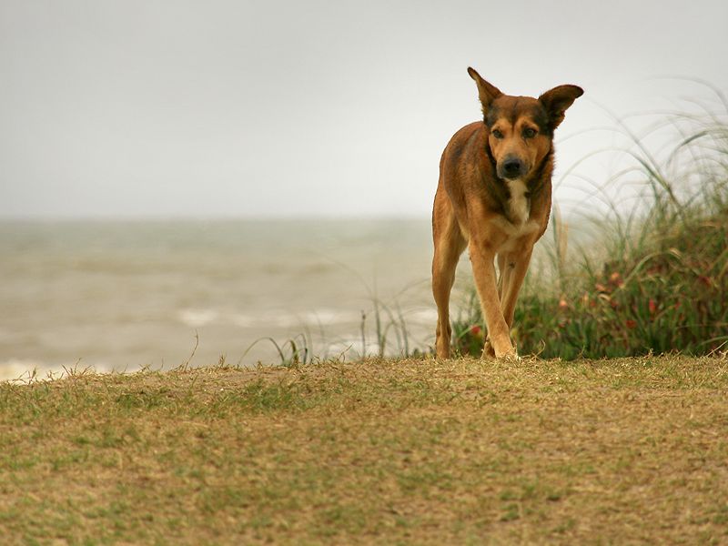 "El perro" de Eli - Elisabet Ferrari