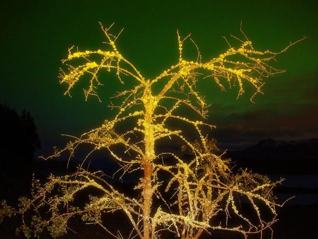 "arbol dorado" de estela rosso