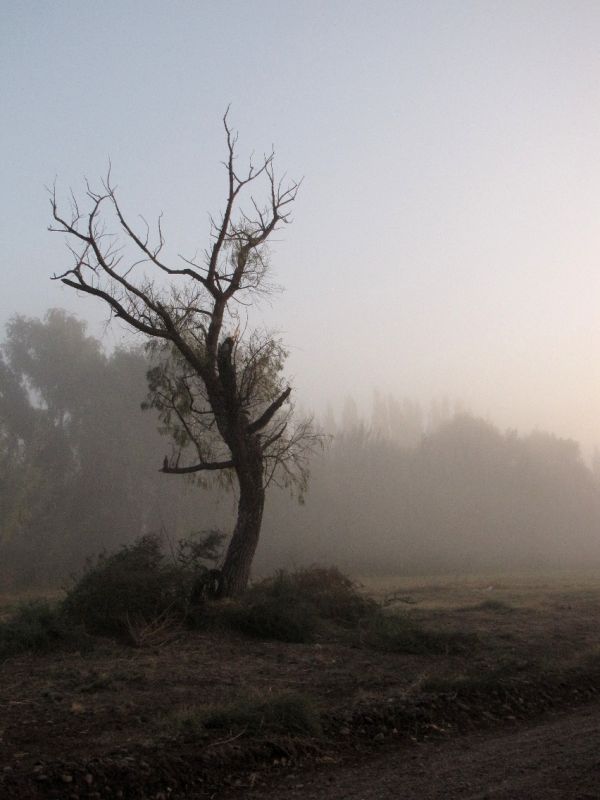 "neblina" de Adriana Diaz