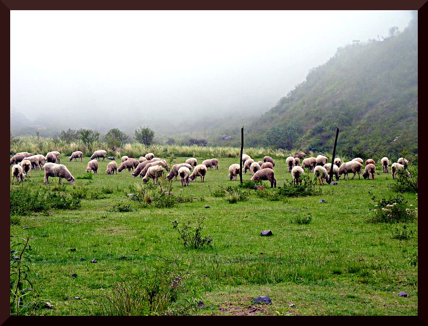 "las ovejas y la niebla" de Daniel Aciar