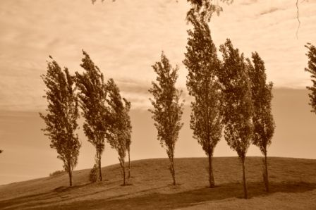 "ATARDECER EN EL PARQUE CENTRAL - MENDOZA" de Jose Alberto Vicente