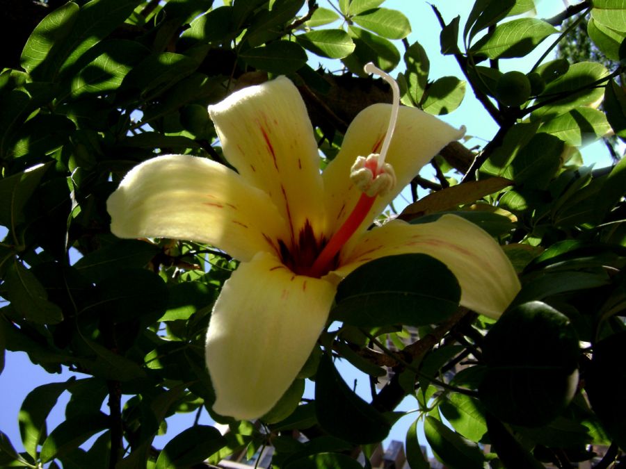 "Flor del Palo Borracho" de Tesi Salado