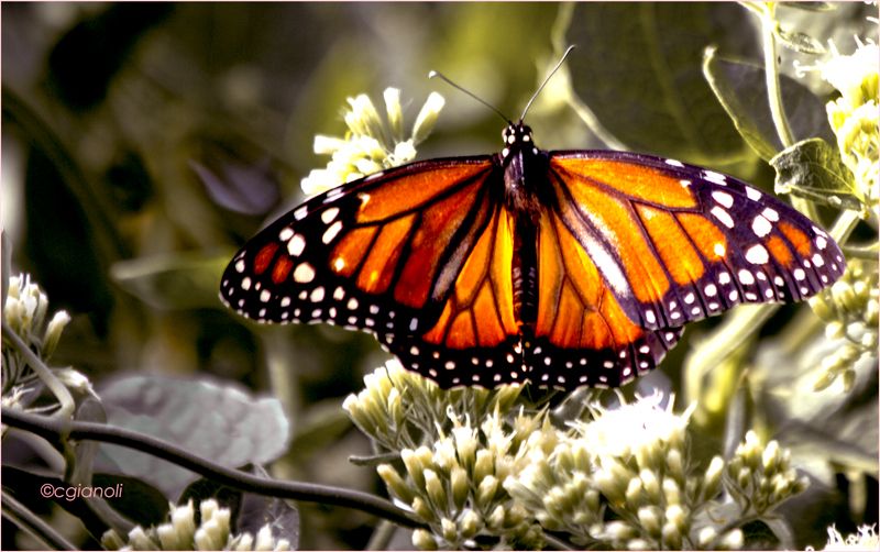 "Mariposa Monarca" de Carlos Gianoli