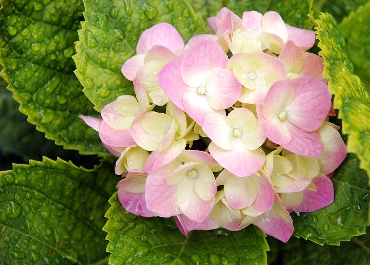 "flor de hortencia" de Alberto Eloy Jimenez