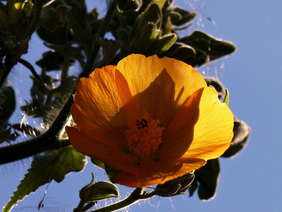 "Amarillo brillante" de Noemi Gomez