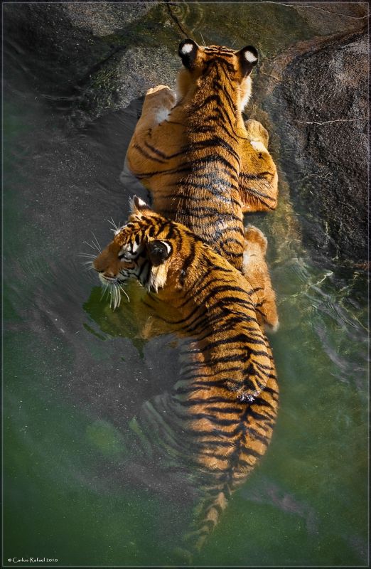 "Tengo miedo tigresa" de Carlos Rafael