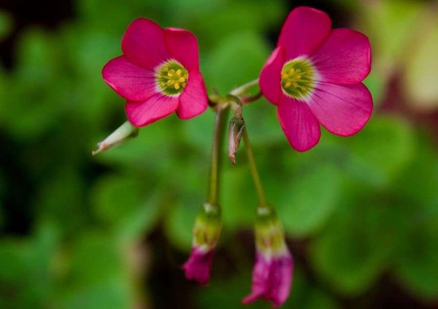 "Oxalis" de Carmen Nievas