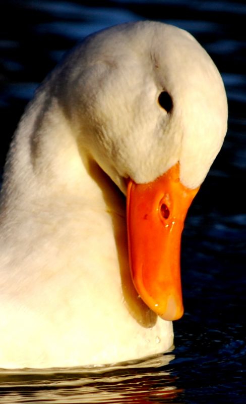 "patito lindo" de Enrique Emilio Enrique