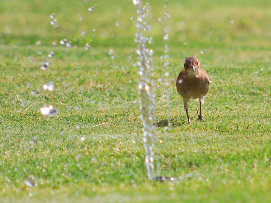 "que sed !!!!!!!!" de Enrique Emilio Enrique